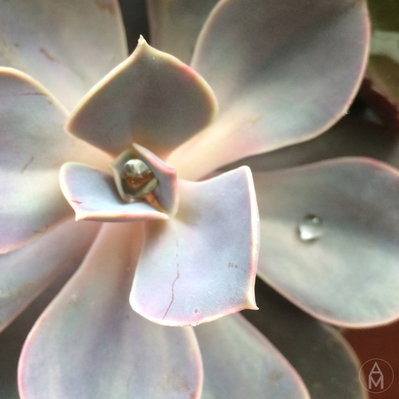 succulent1
